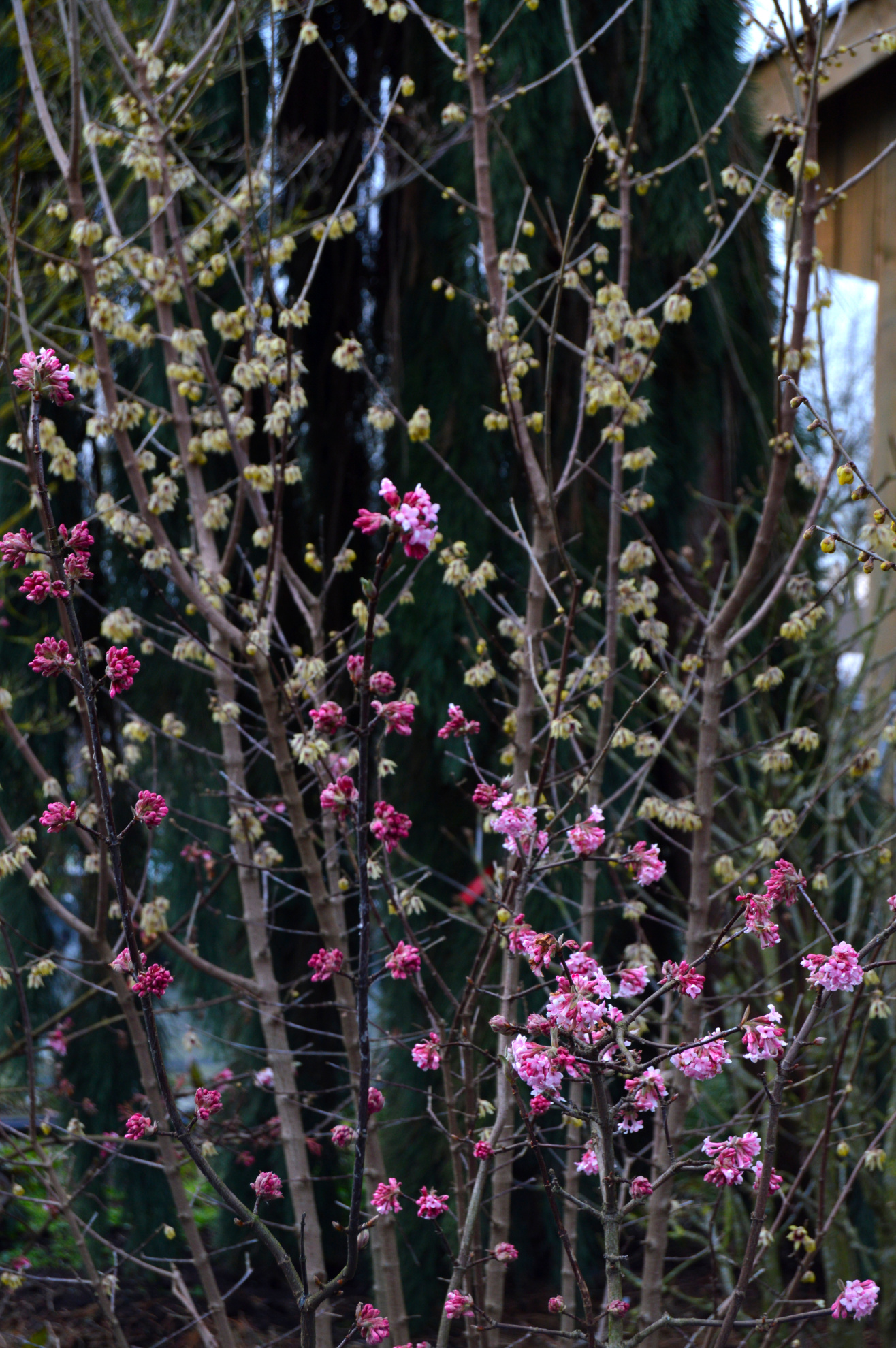 Viburnum x bodn. 'Dawn'